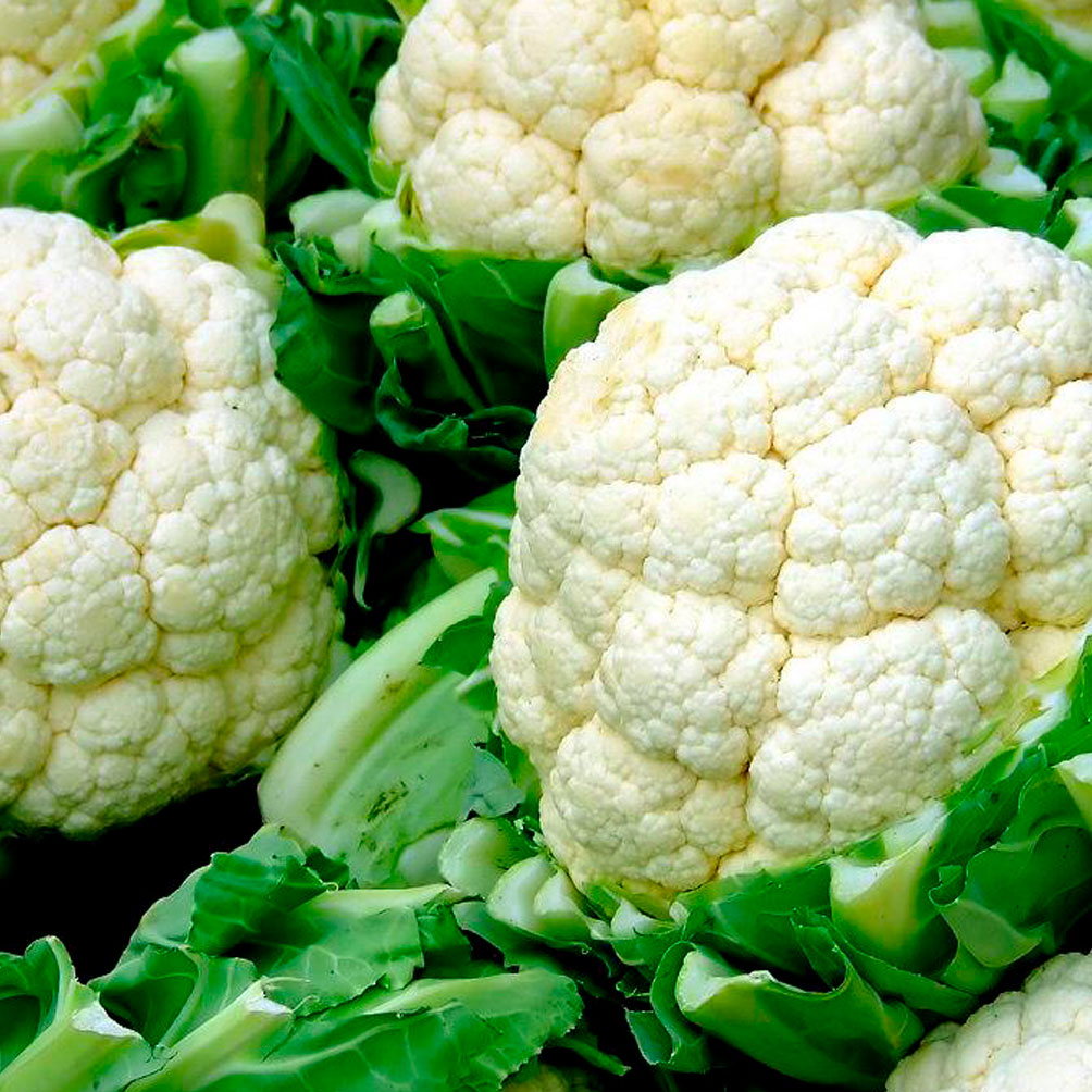 Jalapeño rojo o verde